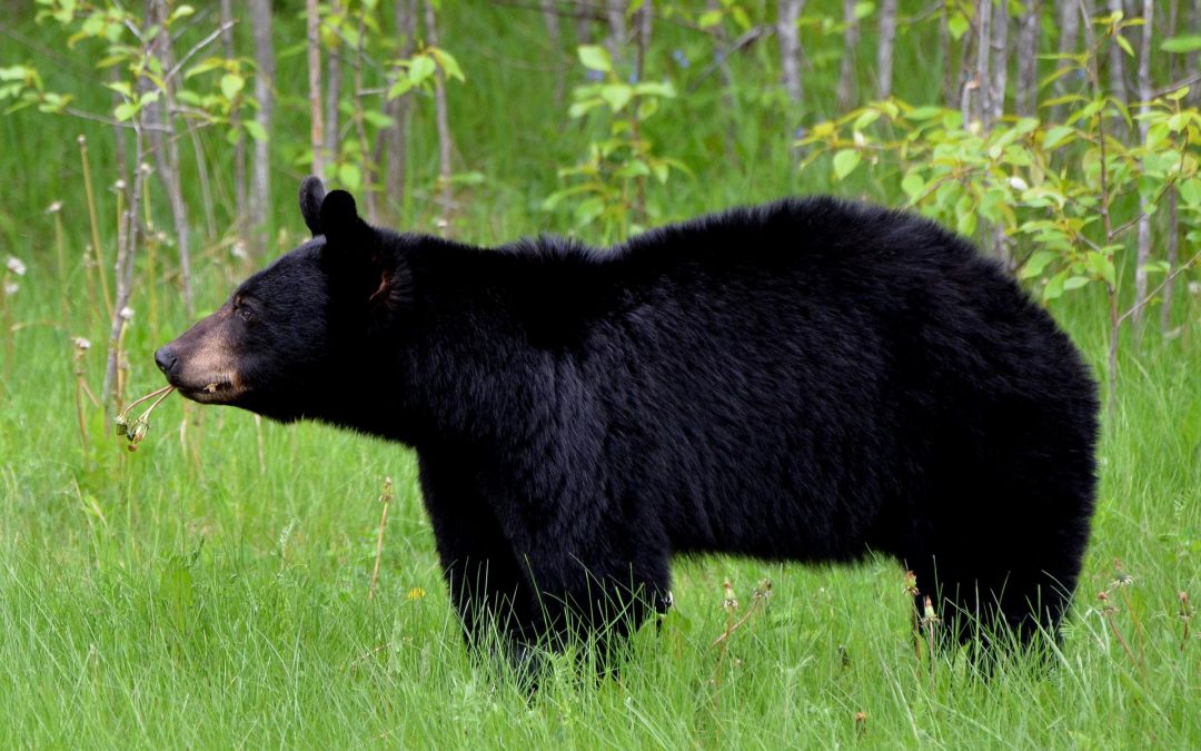 Bear Hunting