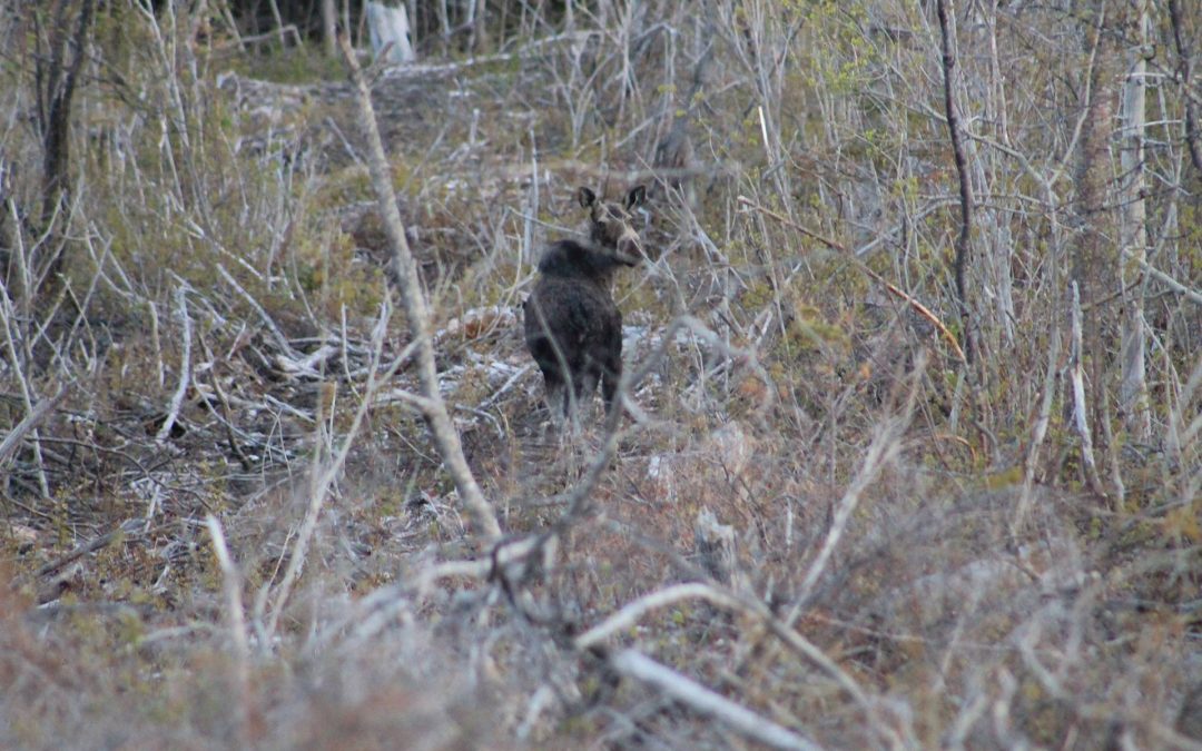 Moose Watching