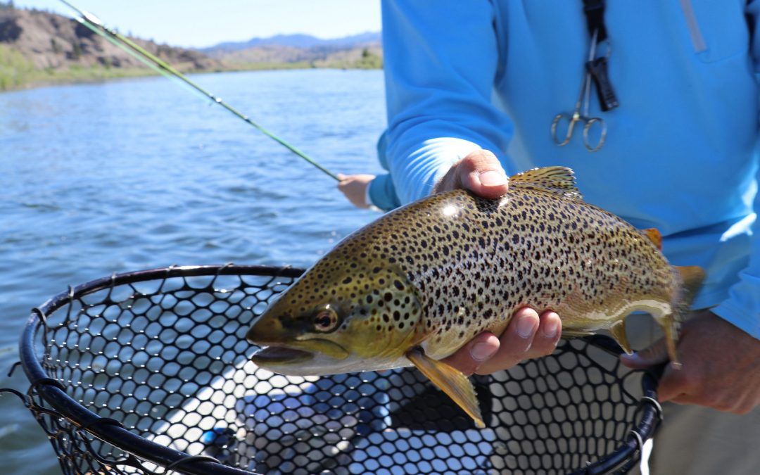 Trout Fishing